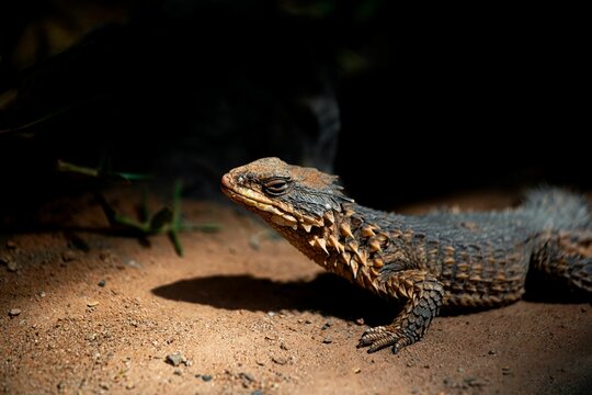 Closeup shot of a giant girdled lizard (Smaug giganteus)