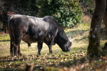 breeding bull on pasture