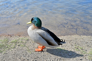 wild duck in profile close-up
