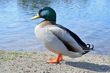 wild duck in profile close-up
