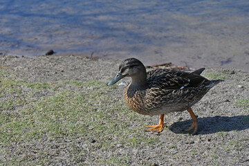 wild duck in profile coming out of the water