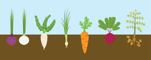 Vegetable plants like onion, radish, leek, carrot, potato, beetroot. vector illustration