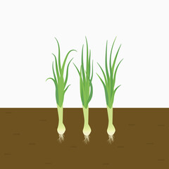Fototapeta na wymiar leeks vegetable plants grown in soil. spring onion with roots in the soil. isolated flat vector