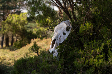 Fototapeta na wymiar meatless cow skull hanging on a bush