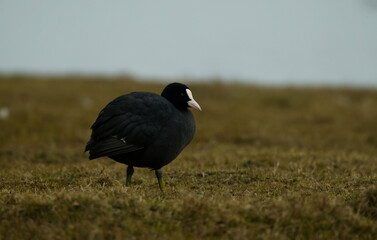 Coot on the bank
