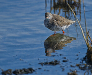 Redshank in the water