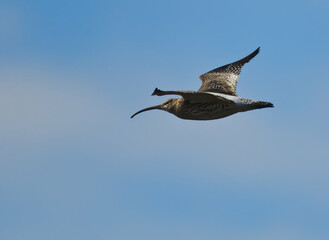 Curlew Flying over