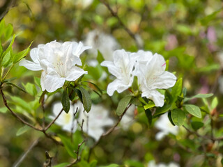 A bush with white flowers and green leaves