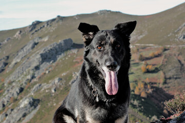 German shepherd of working line of black color footwear, for a walk in the Asturian mountains