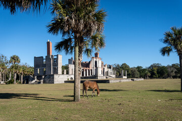 Cumberland Island National Seashore managed by National Park Service. Cumberland Island horse, a band of feral horses at Dungeness Mansion ruins once owned by Carnegie Family, ruined by fire.