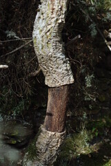 cork oak trunk with a piece of cork removed