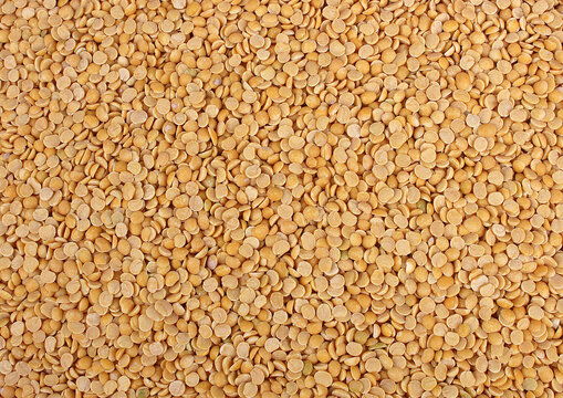Pigeon pea, Arhar Dal, Tur dal, Yellow Pulses