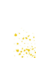 Yellow Rose Spring Vector White Background.