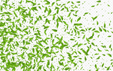 Fototapeta premium Grassy Leaf Transparent Vector Transparent