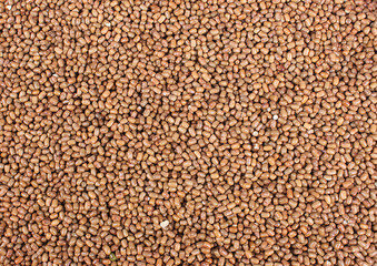 Moth bean, Turkish gram, dew bean, Moth dal, mat, matki