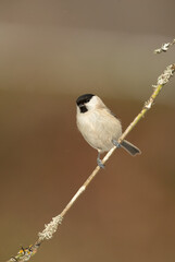 Marsh tit in a snowy oak forest in winter, with the last light of the evening