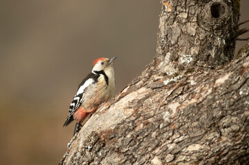 Middle spotted woodpecker male in an oak forest looking for food after a heavy snowfall on a cold January day