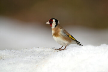 European goldfinch in a Mediterranean forest with the last light of the evening