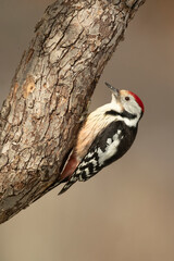 Adult male Middle spotted woodpecker searching for food in snowy oak forest in winter at first light on a January day