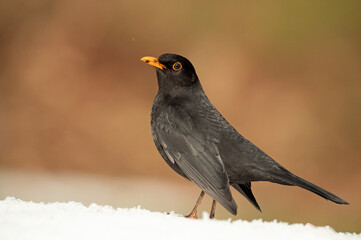 Common blackbird in a snowy oak forest on a cold winter day with the first light of day