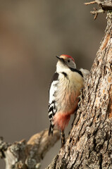 Adult male Middle spotted woodpecker searching for food in snowy oak forest in winter at first light on a January day