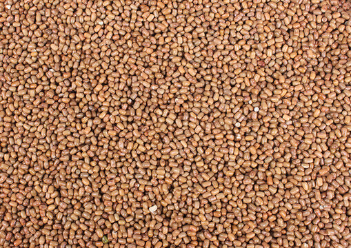 Moth bean, Turkish gram, dew bean, Moth dal, mat, matki