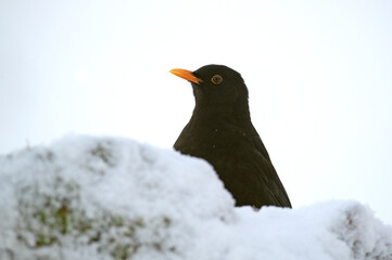 Common blackbird eating in an oak forest under a heavy snowfall in January