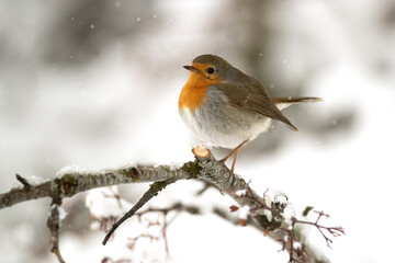 European robin eating red berries in an oak forest under a heavy snowfall on a cold January day