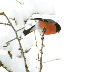 Eurasian bullfinch male in a mountain oak forest with heavy snowfall at first light of day