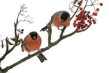 Eurasian bullfinch male eating berries in an oak forest under a heavy snowfall in January