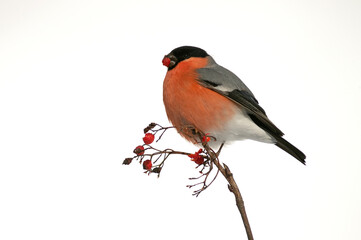 Eurasian bullfinch male eating berries under a heavy snowfall in an oak forest in northern Spain