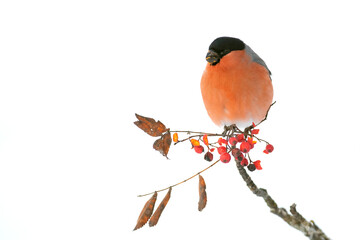 Eurasian bullfinch male in a mountain oak forest with heavy snowfall at first light of day