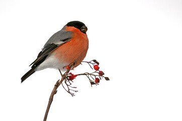 Eurasian bullfinch male eating berries under a heavy snowfall in an oak forest in northern Spain