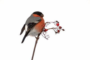 Eurasian bullfinch male in a mountain oak forest with heavy snowfall at first light of day