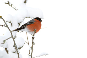Eurasian bullfinch male eating berries in an oak forest under a heavy snowfall in January