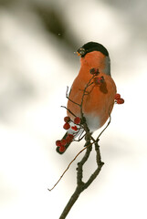 Eurasian bullfinch male eating berries in an oak forest under a heavy snowfall in January