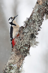 Great spotted woodpecker in a snowy oak forest in winter with early morning light looking for food