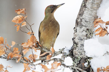 Adult female Green woodpecker in the late afternoon light in a snowy oak, fir and pine forest on a very cold winter