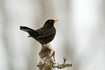 Adult male Common blackbird searching for food in a snowy oak forest in winter with the last light of the evening