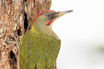 Green woodpecker male on a cold snowing January day in an oak forest