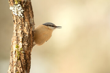 Eurasian nuthatch with the last lights in a forest of oaks and pines