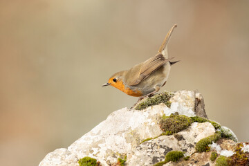 European robin eating red berries in an oak forest under a heavy snowfall on a cold January day