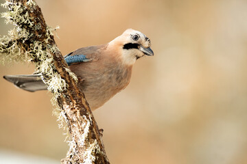 Jay perching on an oak tree on a very cold January day, snowing, in an oak forest