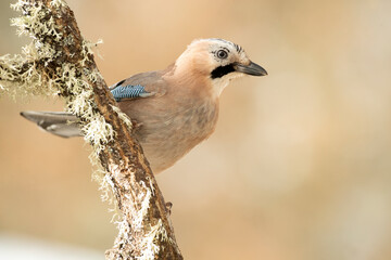Jay perching on an oak tree on a very cold January day, snowing, in an oak forest