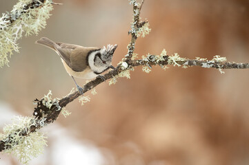 Crested tit in a snowy oak forest in winter with the first light of the morning