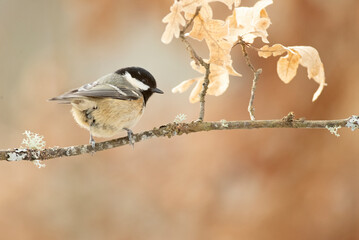 Coal tit on a very cold January day, snowing, with the last light of the afternoon in an oak forest