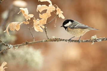 Coal tit on a very cold January day, snowing, with the last light of the afternoon in an oak forest