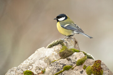Great tit in a snowy oak forest in winter, with the last light of the evening