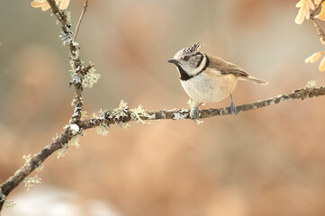 Crested tit in a snowy oak forest in winter with the first light of the morning
