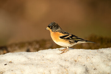 Brambling male on a very cold January day, snowing, with the first light in an oak forest